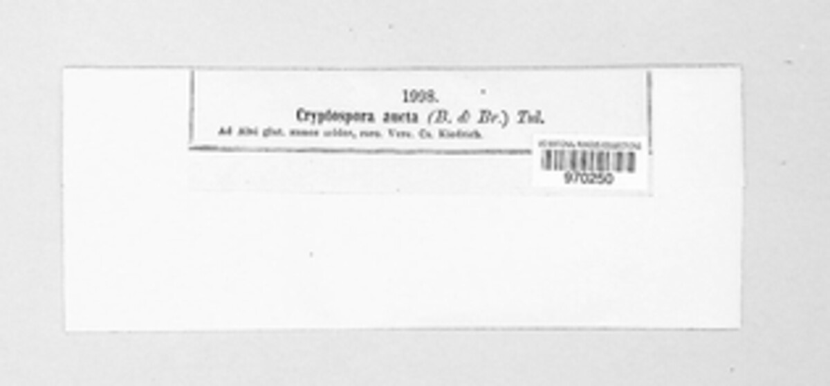 Prosthecium auctum image